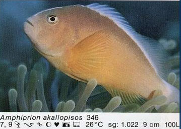 Amphiprion akallopisos